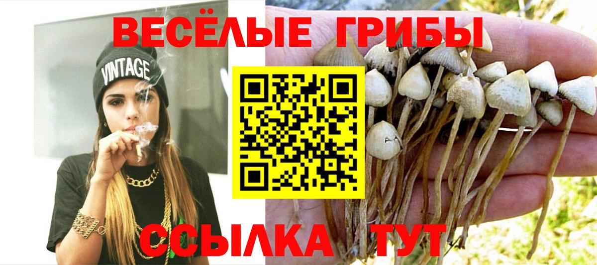 Галлюциногенные грибы Psilocybine cubensis  Вход с VPN  Псилоцибиновые грибы GOLDEN TEACHER  Новоалександровск 